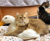 大好きな子猫と一緒に寝ることに執着するアヒル。ふたりのラブラブな姿に、ちょっと気まずくなる同居猫が面白い♡