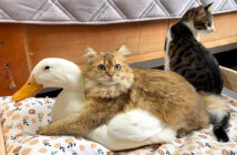 ラブラブな子猫とアヒル
