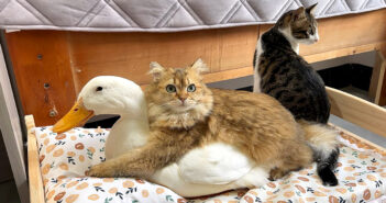 大好きな子猫と一緒に寝ることに執着するアヒル。ふたりのラブラブな姿に、ちょっと気まずくなる同居猫が面白い♡ ラブラブな子猫とアヒル