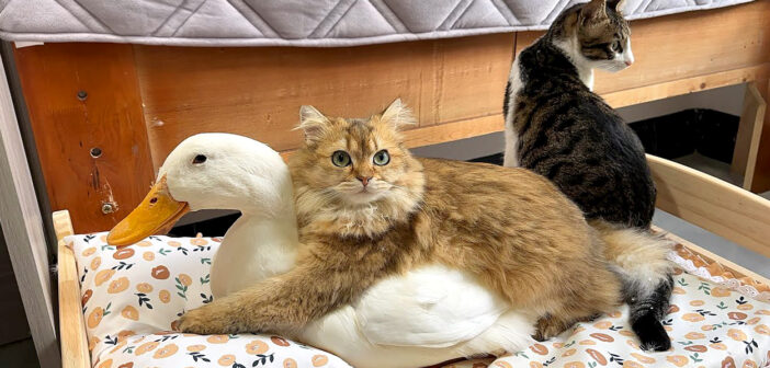 ラブラブな子猫とアヒル