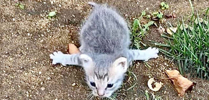 腕が開いた子猫