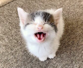 「遊んで!」のニャーの破壊力が凄かった! 子猫のおねだりが可愛すぎて完全にノックアウト ( *´艸`)♡