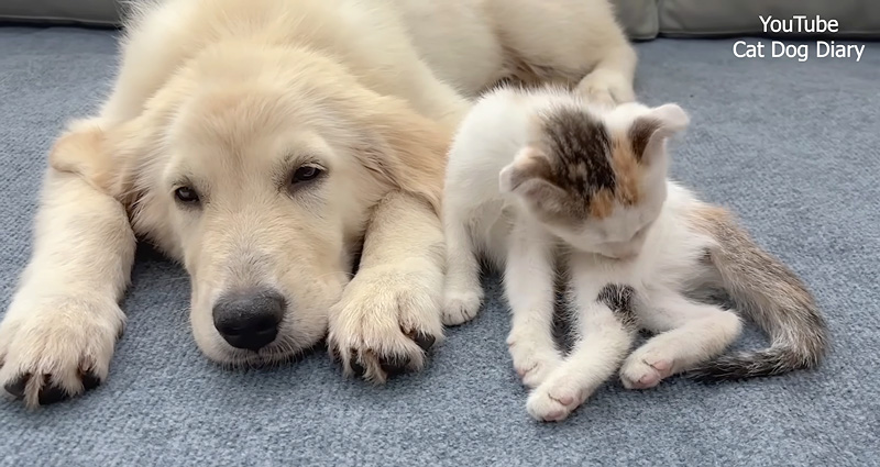 レトリバーのことが大好きになった子猫