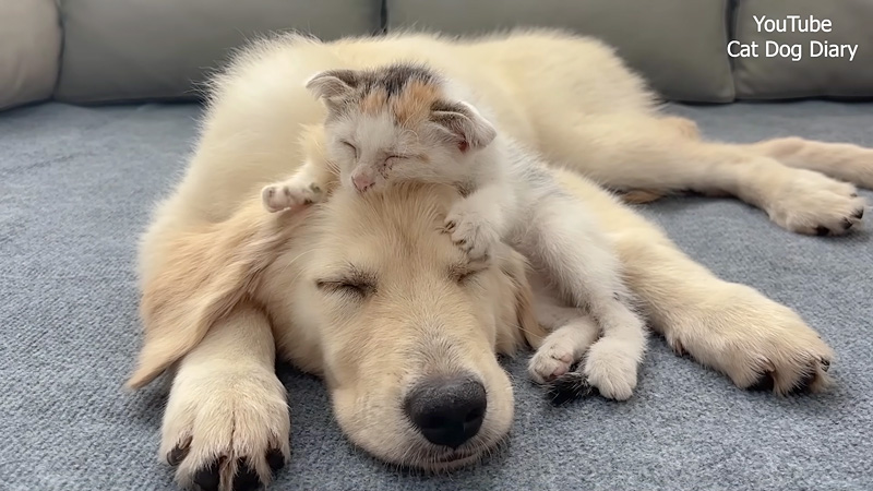 レトリバーの頭をフミフミする子猫