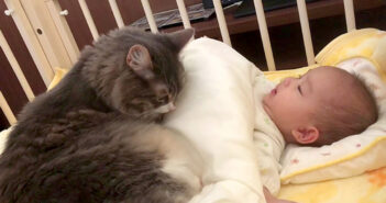 朝から赤ちゃんにべったりな猫
