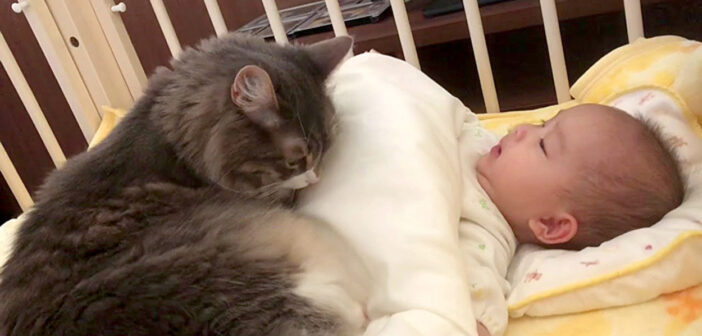 朝から赤ちゃんにべったりな猫