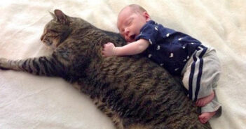 赤ちゃんと猫