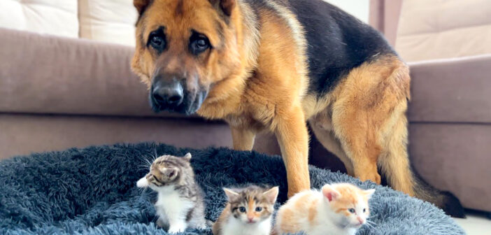 子猫達にベッドを取られてショックを受けるシェパード。でもその後の子猫達への対応がとっても優しかった♡