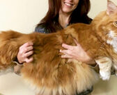 誰もが驚くほどの巨大な猫さん。そのとっても大きな体で、迎えてくれた家族にたくさんの幸せと笑顔を届け続ける♪