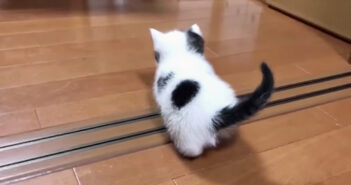 愛らしい足取りで、家の中の探索を始めた子猫。その後を追跡してみると、可愛い結末が待っていた ( *´艸`)♡ 探索する子猫