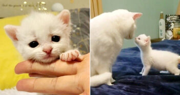 衰弱した状態で保護された耳が聞こえない子猫。保護先で同じ障がいの2匹の猫と出会うと、その後の人生が大きく変わる 耳の聞こえない猫