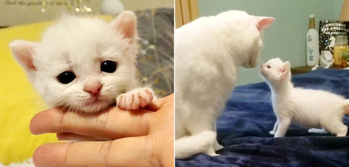 衰弱した状態で保護された耳が聞こえない子猫。保護先で同じ障がいの2匹の猫と出会うと、その後の人生が大きく変わる