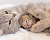 母猫に抱っこされて眠りに落ちていく子猫。その幸せ溢れる甘えん坊な姿に心がホッコリ温まる (*´ｪ｀*)♡