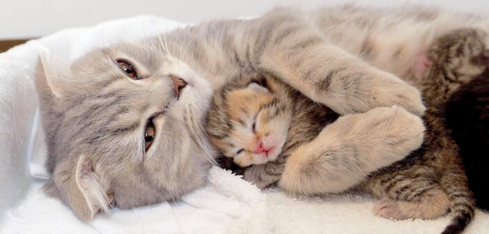 母猫に抱っこされて眠りに落ちていく子猫。その幸せ溢れる甘えん坊な姿に心がホッコリ温まる (*´ェ`*)♡
