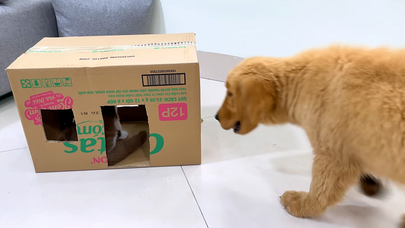ダンボールハウスが気に入った子猫