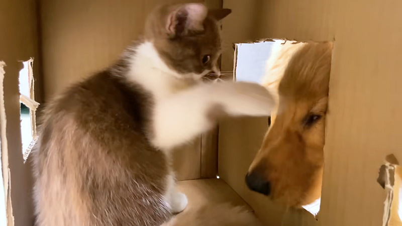犬と子猫の攻防