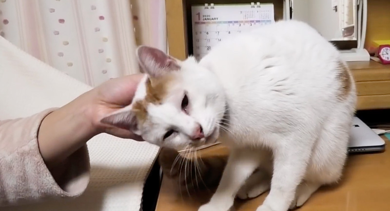家に帰ってきた猫