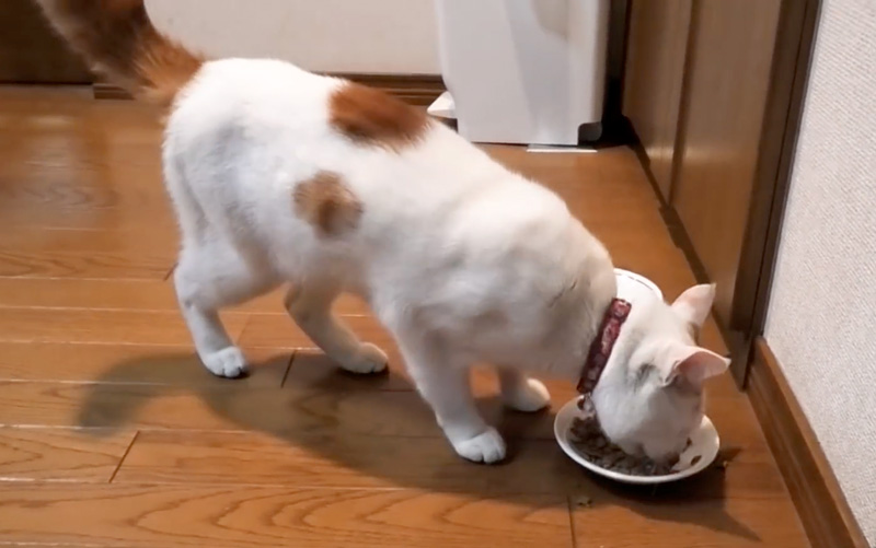 ガリガリの姿でご飯を食べる猫
