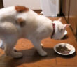 脱走してガリガリになって帰ってきた猫