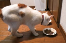 脱走してガリガリになって帰ってきた猫