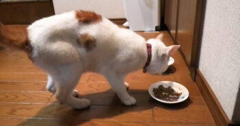 脱走してガリガリになって帰ってきた猫