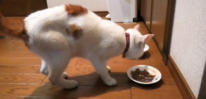 脱走した猫がガリガリになって帰ってきた。3週間ぶりのご飯に食いついて、布団の暖かさを味わう様子にホッとする