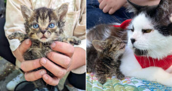 保護された障がいのある子猫