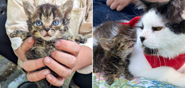 保護された障がいのある子猫