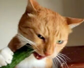 キュウリの美味しさに気付いてしまった猫。その豪快な食べっぷりが凄かった ( ﾟДﾟ)！