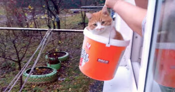 「ただいま〜♪」手作りエレベーターに自ら乗って、2階の家に帰宅する猫の様子がとっても可愛い (*´ェ`*) エレベーターに乗る猫