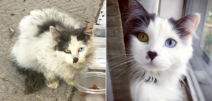 優しい夫婦に救い出された迷子の子猫。温かい愛情で人生が大きく変わり、その美しい瞳に再び輝きを取り戻す