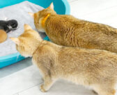 「どうしてふたりいるの?」初めて保護子猫に会った父猫に、それが誰かを説明する母猫の様子がとっても可愛い (*´ω`*)♡