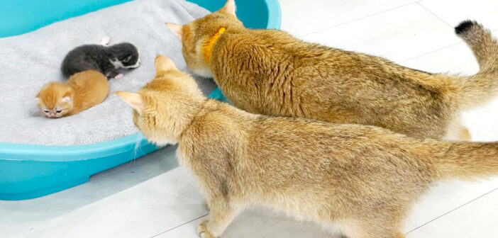 「どうしてふたりいるの？」初めて保護子猫に会った父猫に、それが誰かを説明する母猫の様子がとっても可愛い (*´ω｀*)♡
