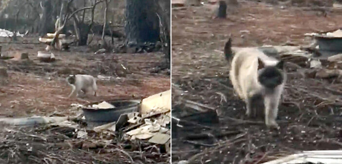 山火事を生き延びた猫