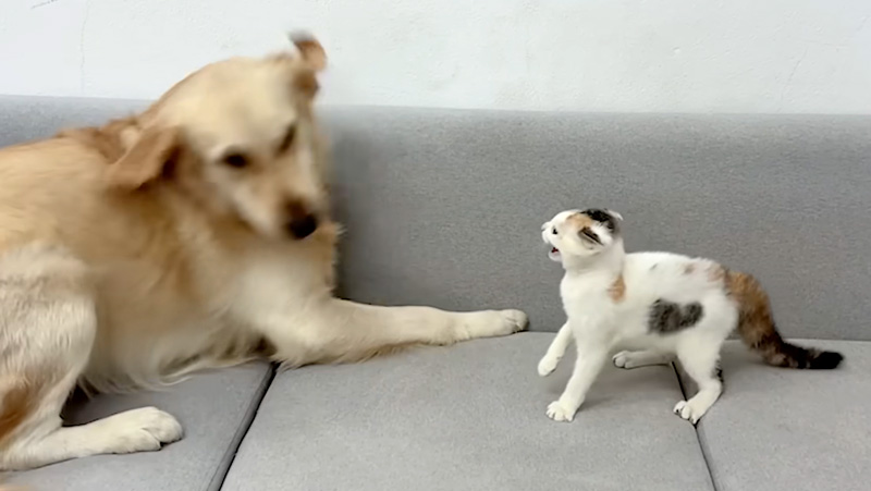 レトリバーを威嚇する子猫