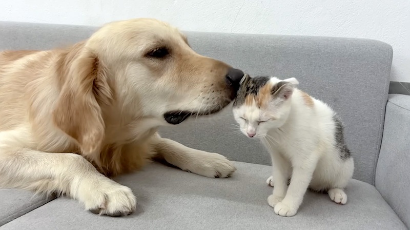 レトリバーを受け入れ始めた子猫