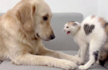 レトリバーとの初対面で劇的な変化を遂げた子猫