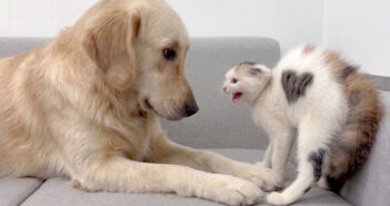 レトリバーとの初対面で劇的な変化を遂げた子猫