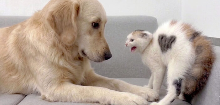 レトリバーとの初対面で劇的な変化を遂げた子猫