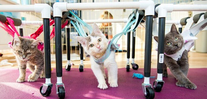 生まれつき歩くことのできなかった子猫の3姉妹。手作り歩行器で歩けたことが嬉しくて、幸せ溢れる姿を見せてくれた