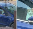 車を乗っ取った猫