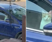 見知らぬ人の車を乗っ取ることで、静かに自分の優位性を主張した猫さん。その冷たい眼差しが妙に面白かった♪