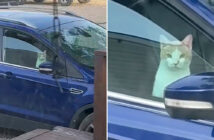 車を乗っ取った猫