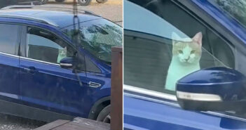 車を乗っ取った猫
