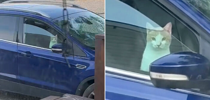 車を乗っ取った猫