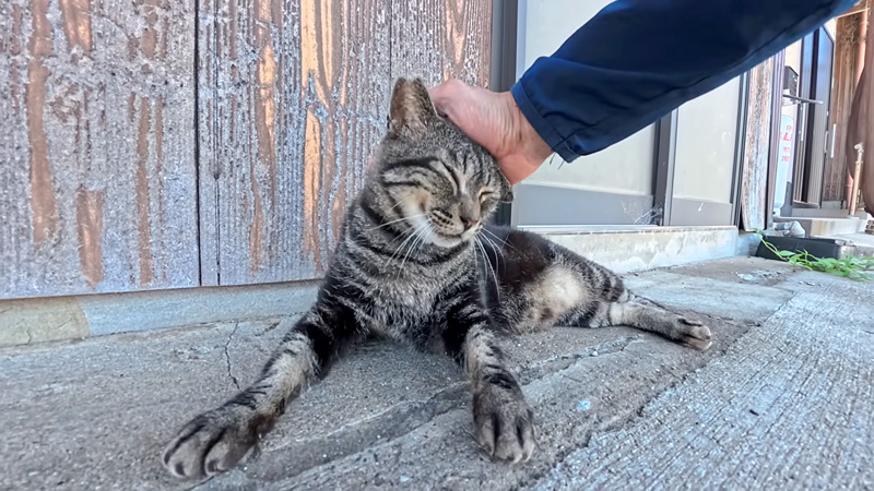 ナデナデされる猫