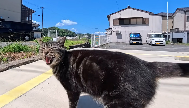 干物屋さんに案内してくれる猫