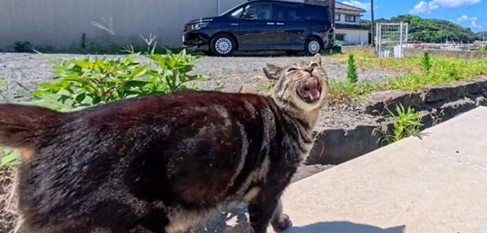 干物屋さんに案内してくれる猫