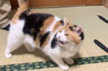 人が来ると嬉しそうにする猫