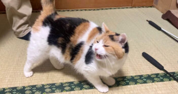 人が来ると嬉しそうにする猫